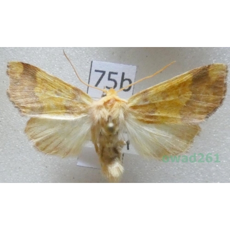 Tiliacea aurago (Denis & Schiffermüller, 1775) Czech75b